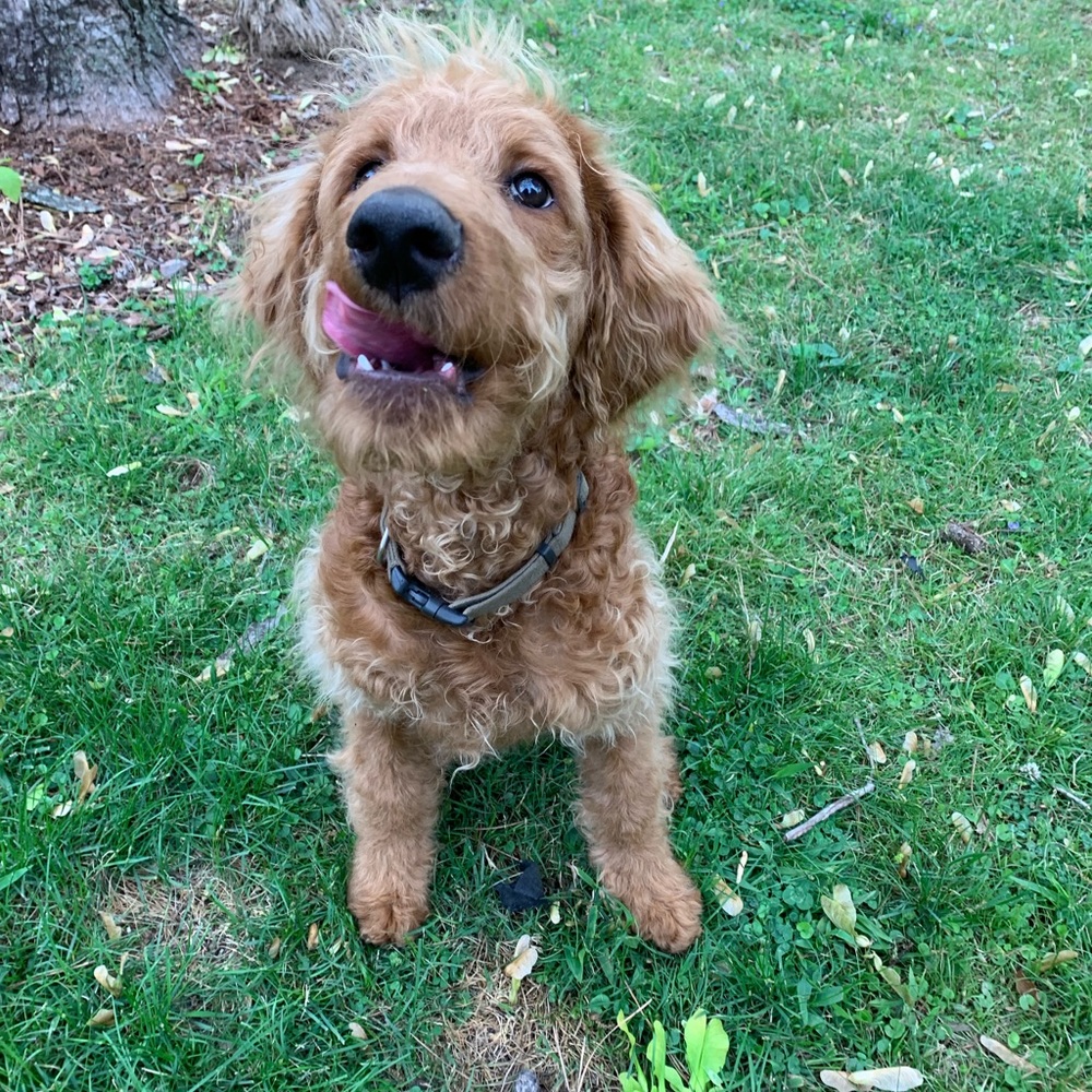 Meet your Posher, Hannah